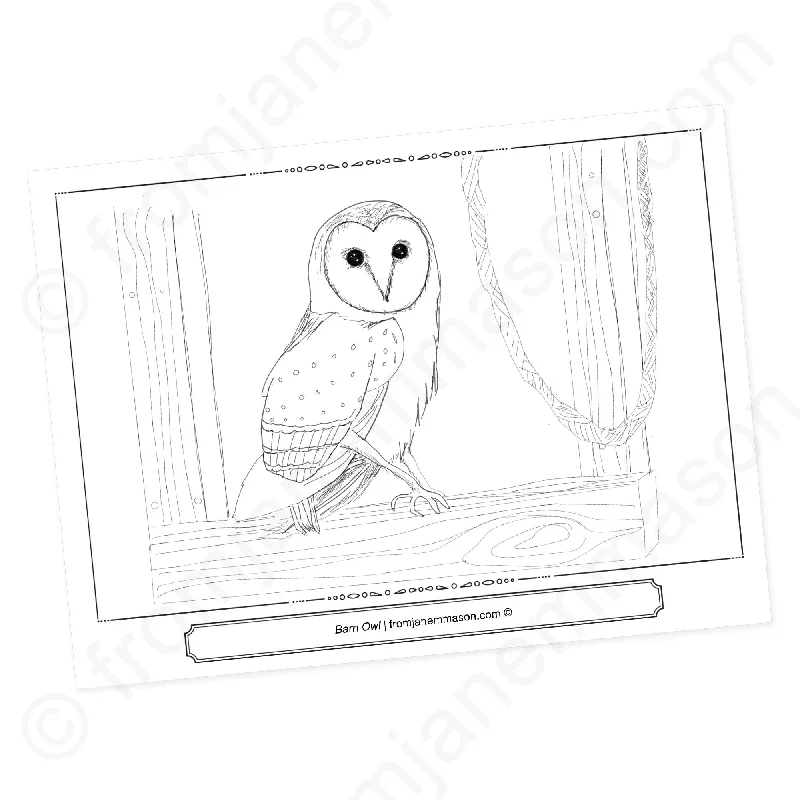 Barn Owl. a Bird Coloring Page, FREE